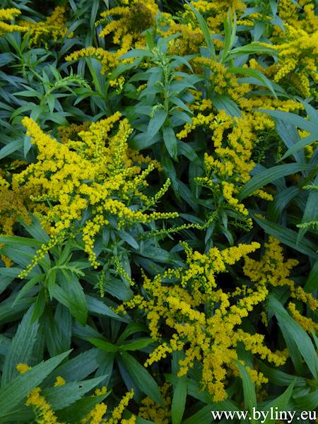 Solidago Golden Dwarf C1,5