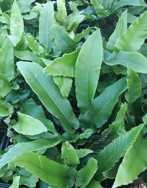 Phyllitis scolopendrium p11