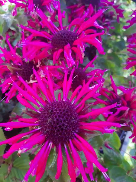 Monarda Bee-Merry® C1,5
