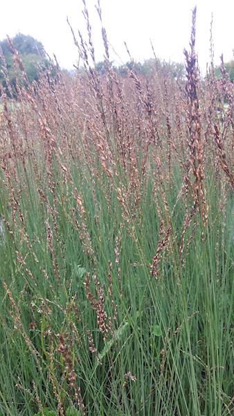 Molinia caerulea Heidebraut C2