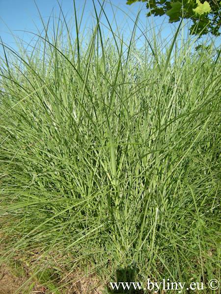 Miscanthus sinensis Kleine Fontane C3