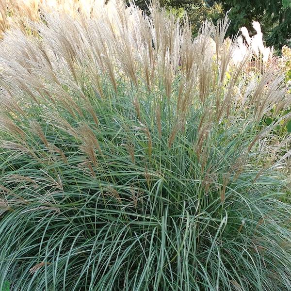 Miscanthus sinensis Graziella C1,5