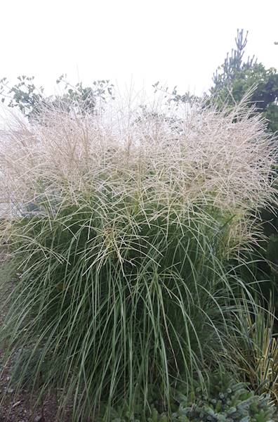 Miscanthus sinensis Federweiser C2