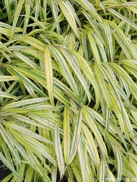 Hakonechloa macra Aureola p11