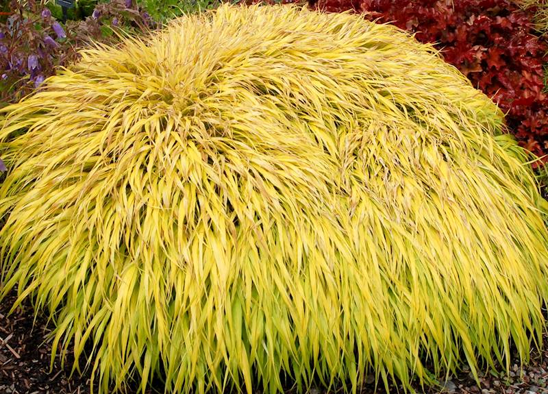 Hakonechloa macra All Gold p11