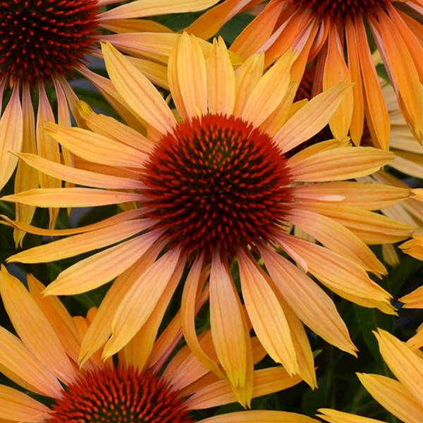 Echinacea Big Kahuna ®  C1,5