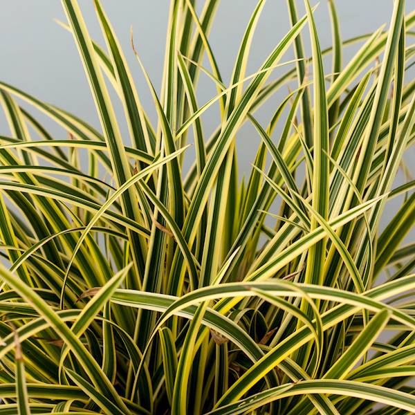 Carex morrowi Vanilla Ice ® C1,5