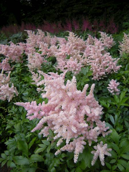 Astilbe x arendsii Sister Teresa C2