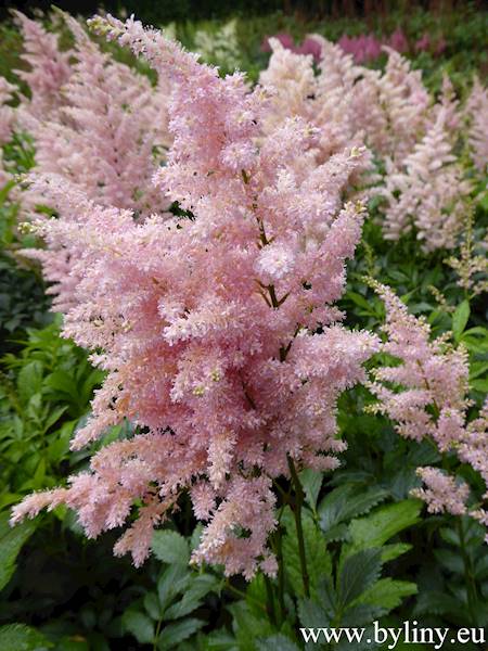 Astilbe japonica Europa C2
