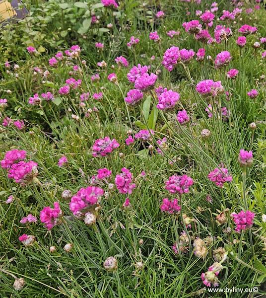 Armeria maritima Splendens p9