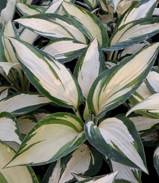 Hosta sieboldiana Hans ® C1,5