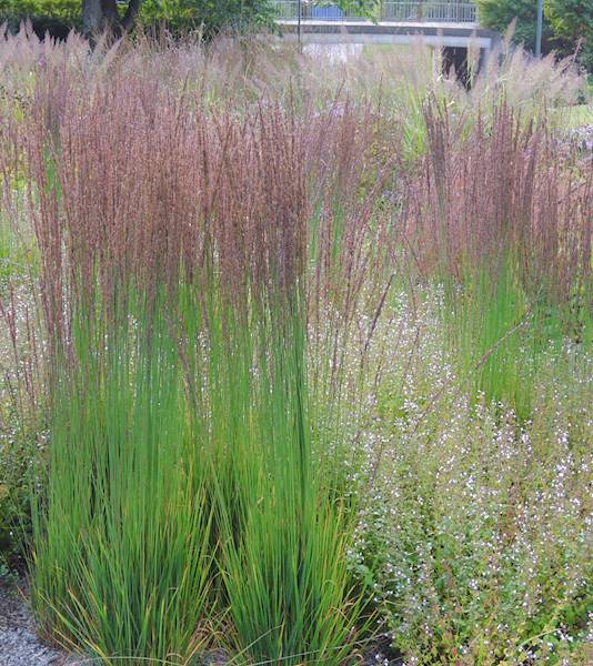 Molinia cearulea Moorhexe C1,5