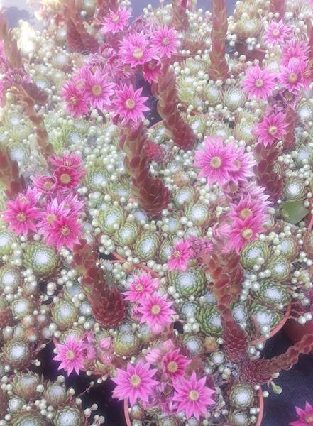 Sempervivum Sirius p11