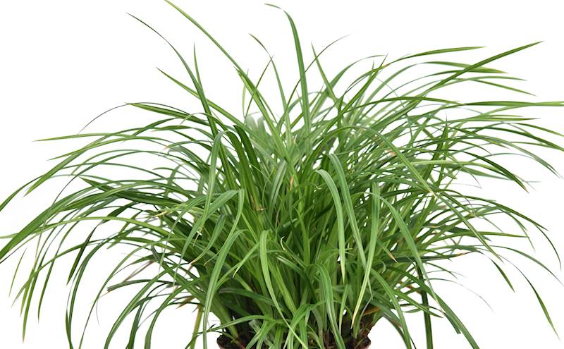 Carex morrowii Irish Green C1,5