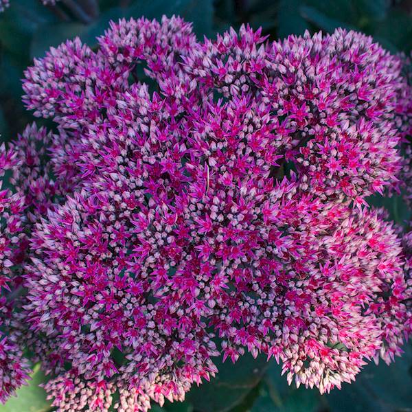 Sedum telephium Thunderhead ® C1,5