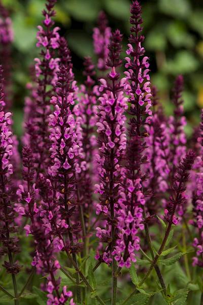 Salvia nemorosa Midnight Rose ®  C1,5