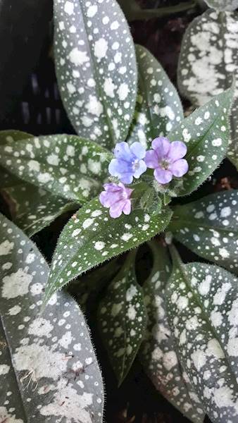 Pulmonaria Trevi Fountain ® C1,5