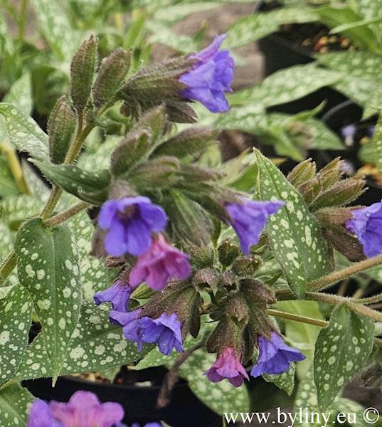 Pulmonaria Trevi Fountain ® C1,5