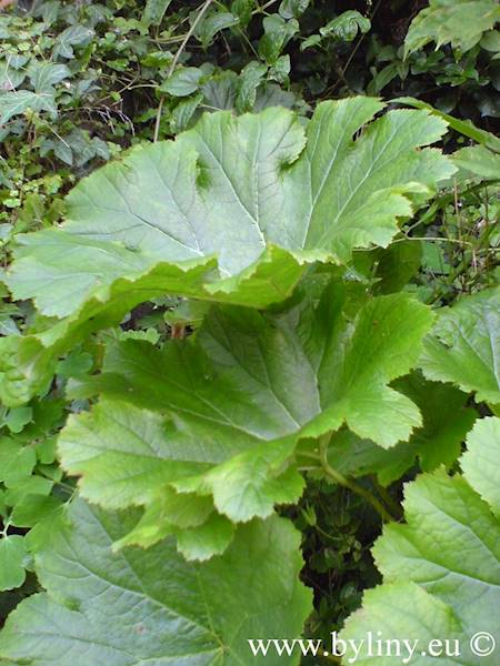 Peltyphyllum peltatum C2