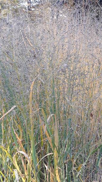 Panicum virgatum Cloud Nine C2