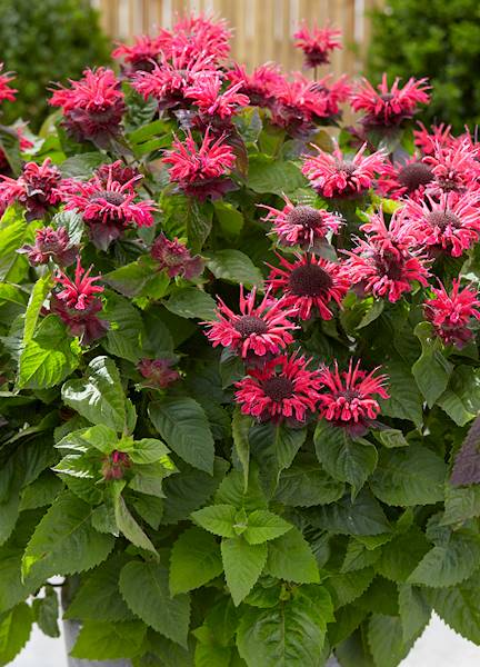 Monarda Bee Happy ® C1,5