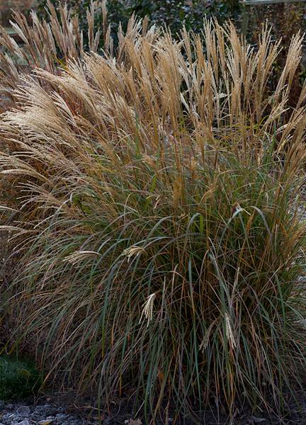 Miscanthus sinensis Yaka Dance ® C2