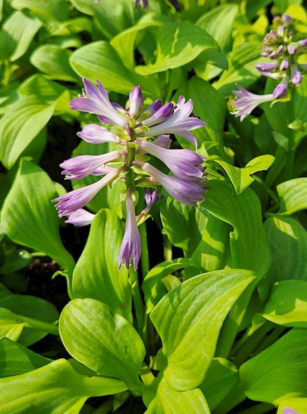 Hosta Sun Mouse ® p11