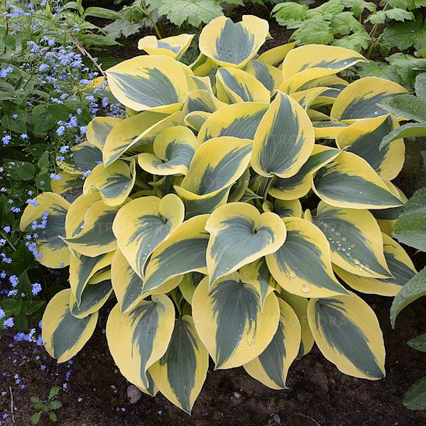 Hosta Autumn Frost ® C1,5