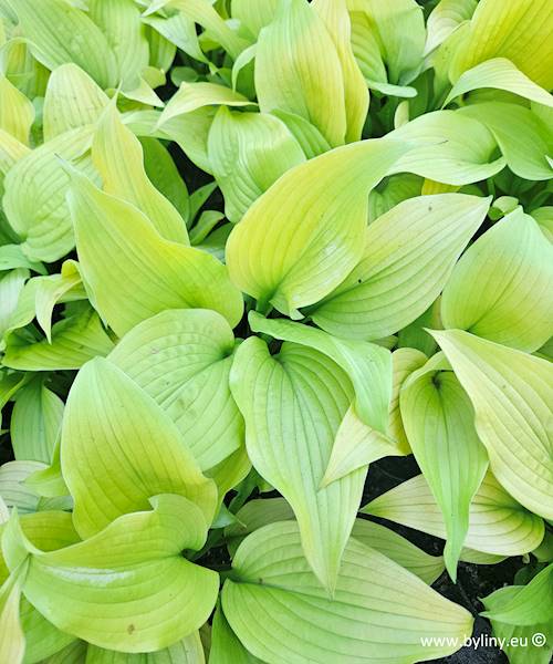 Hosta Age of Gold ® C1,5