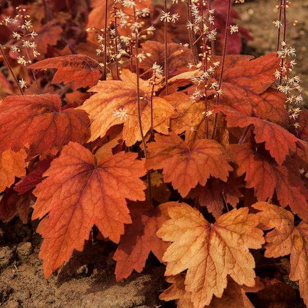 Heucherella Sweet Tea ® C1,5