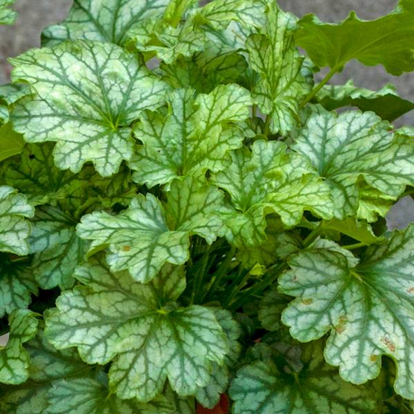Heuchera Paris ® C1,5