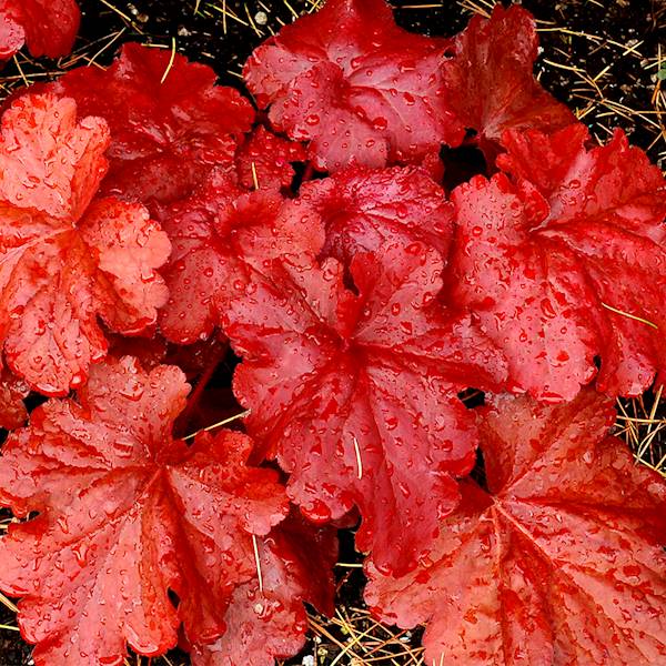 Heuchera Forever Red ®  C1,5