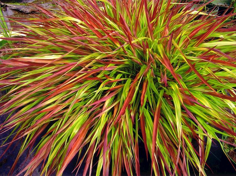 Hakonechloa macra Mulled Wine ® p11