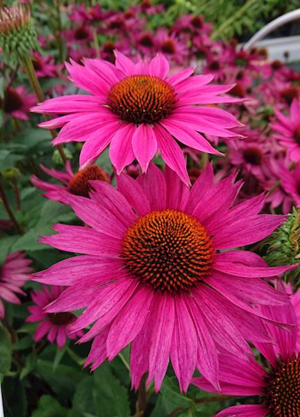 Echinacea purpurea JS® Roho C1,5