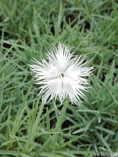 Dianthus arenarius C1,5