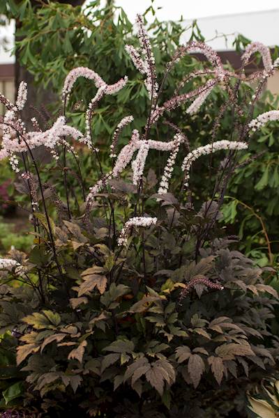Cimicifuga (Actaea) simplex Black Negligee ® C1,5