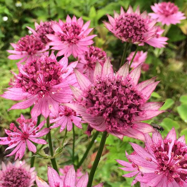 Astrantia major Roma ® p11