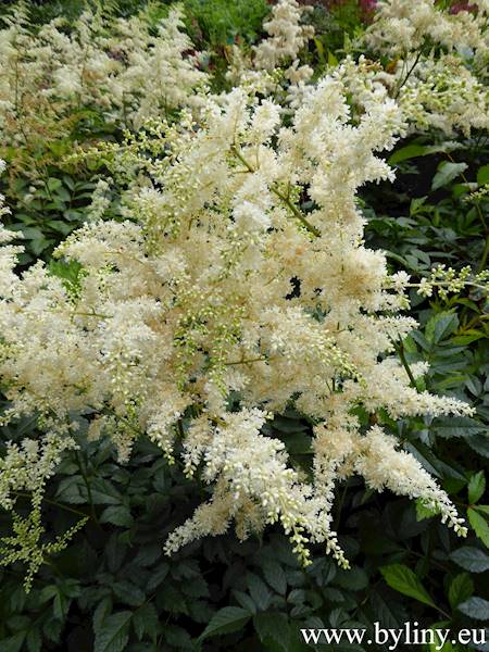 Astilbe japonica Deutschland C2