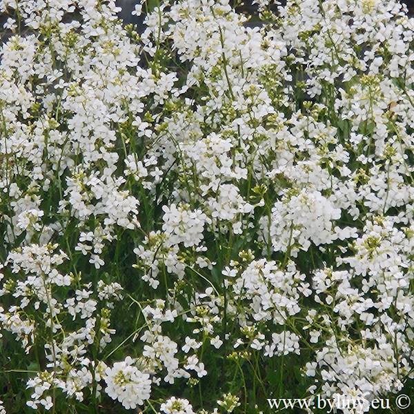 Arabis procurrens C1,5
