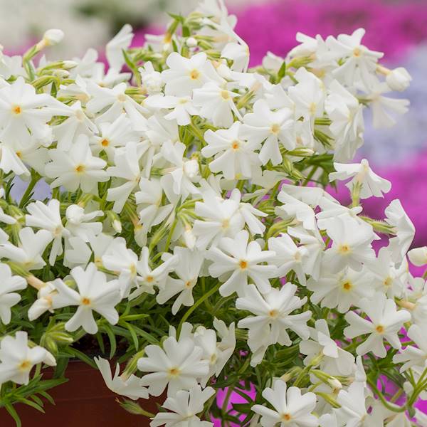 Phlox (S) Spring ® White p11