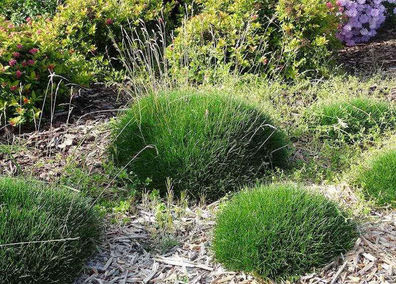 Festuca gautieri Pic Carlit p11