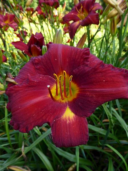 Hemerocallis Ed Murray czarny C3