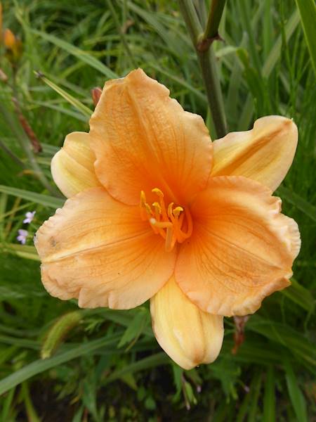 Hemerocallis 21 C3