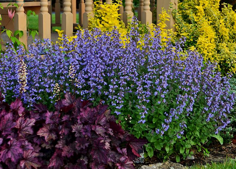 Nepeta x faassenii Purrsian Blue ® C1,5