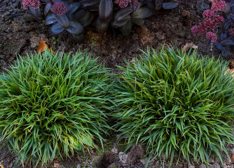 Luzula pilosa Igel C1,5