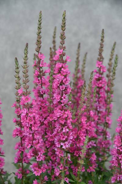 Lythrum salicaria Pink Blush C1,5