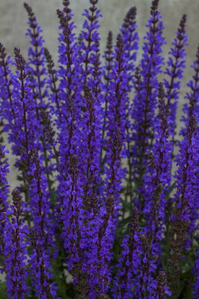 Salvia nemorosa Midnight Purple ® C1,5