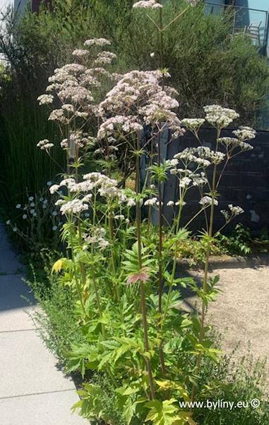 Valeriana officinalis C3