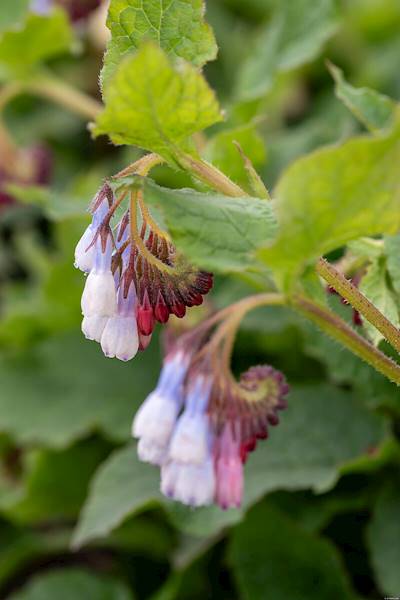 Symphytum grandiflorum Wisley Blue C1,5