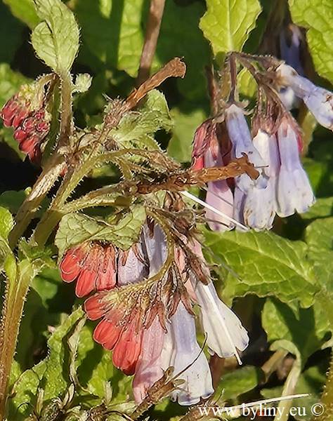 Symphytum grandiflorum Wisley Blue C1,5